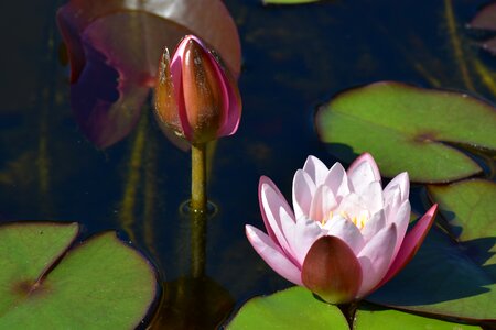 Plant leaf water lilies photo