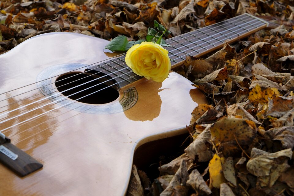Stringed instrument acoustic guitar rose