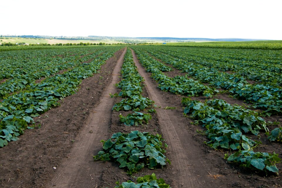 Field nature cucumber