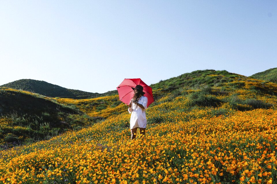 Petal bloom garden
