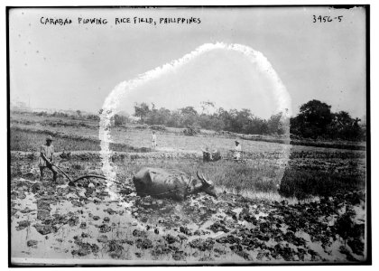 Carabao Plowing rice field, Philippines LCCN2014702536