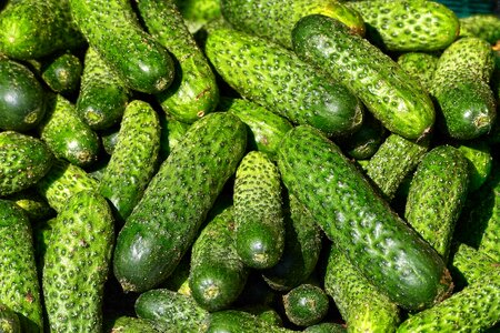 Choose cucumis guckummer