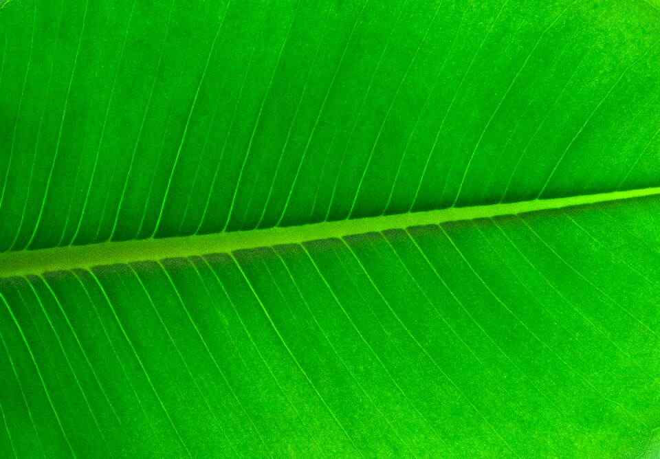 The leaves nature plants
