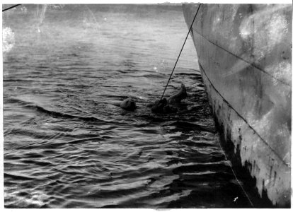 Capturing polar bear alive on Paul J. Rainey's hunting expedition, Greenland LCCN2007677139