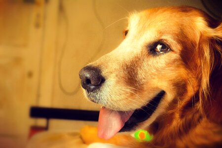 Happy dog cute orange happy photo