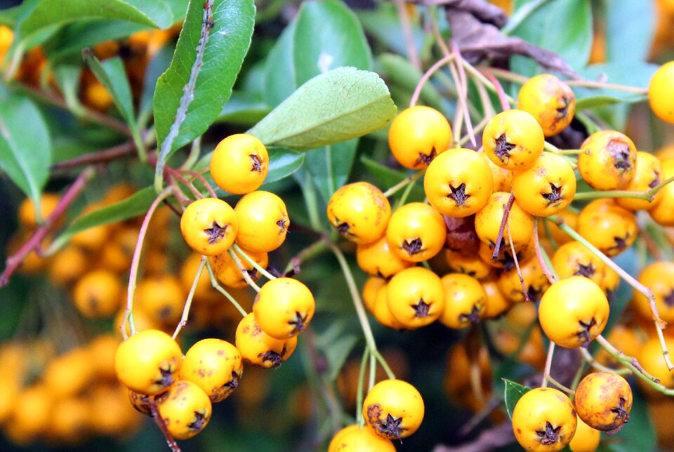 Fruit beads ornamental shrub