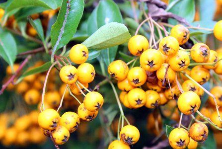 Fruit beads ornamental shrub