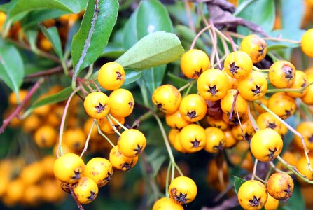 Fruit beads ornamental shrub photo