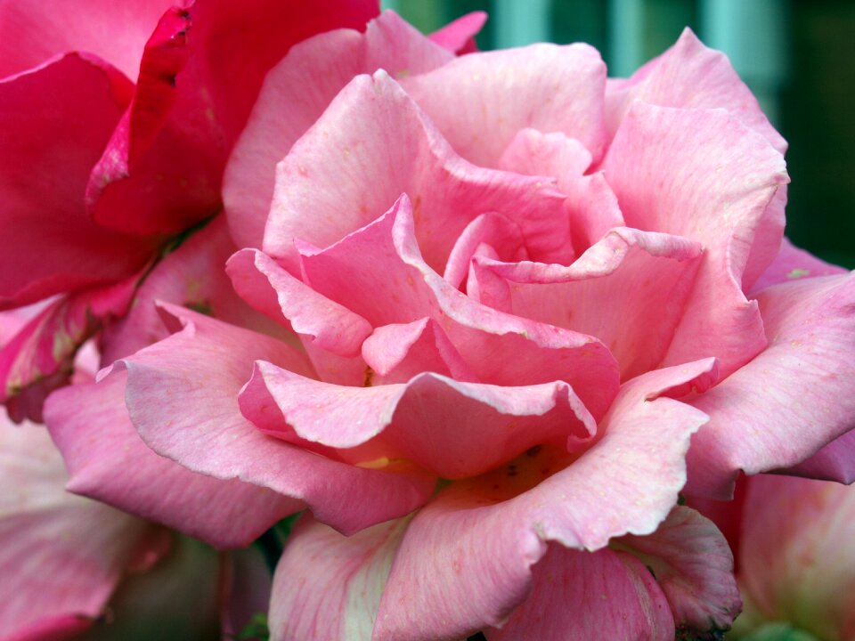 Pretty bloom garden