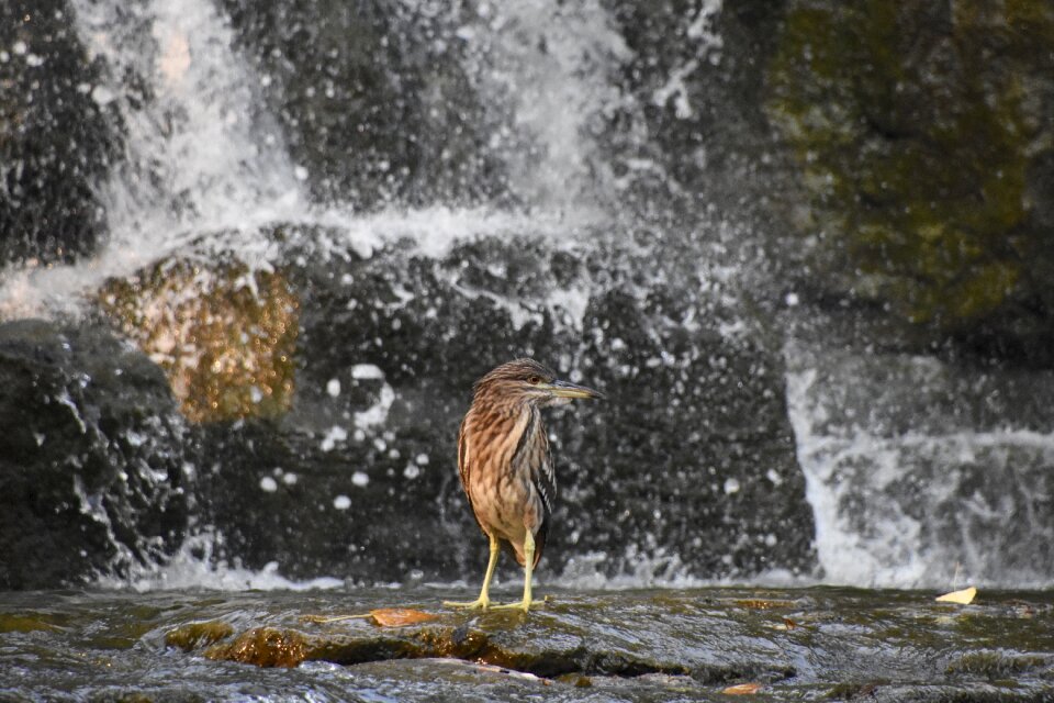Grey heron birds falls