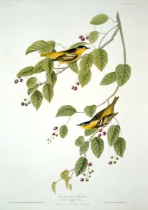 Carbonated warbler (-60) LCCN2002718913