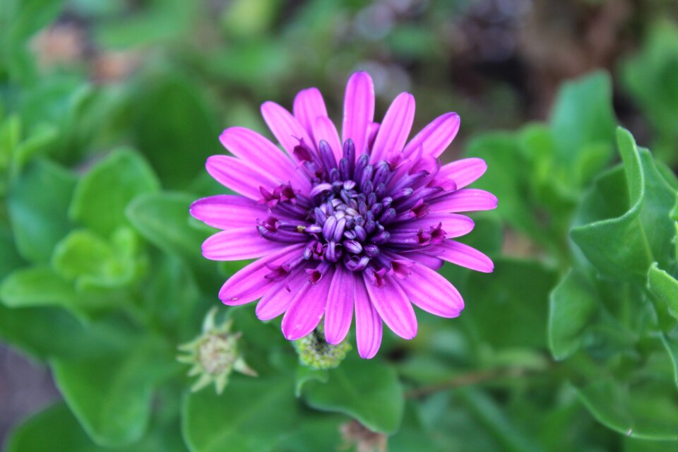 Purple flower close up shot flower