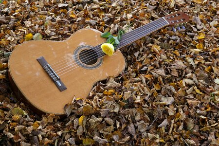 Stringed instrument acoustic guitar rose