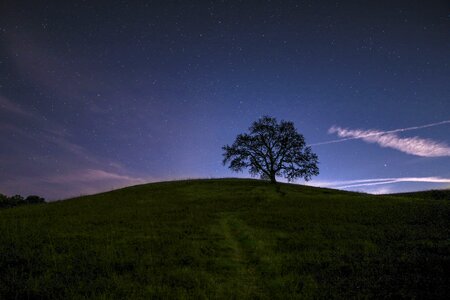 Shadow trees travel photo