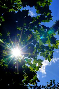 Backlighting nature green