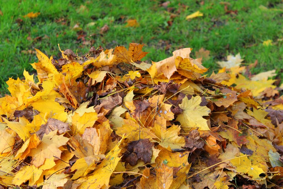 Raking autumn yellow leaves