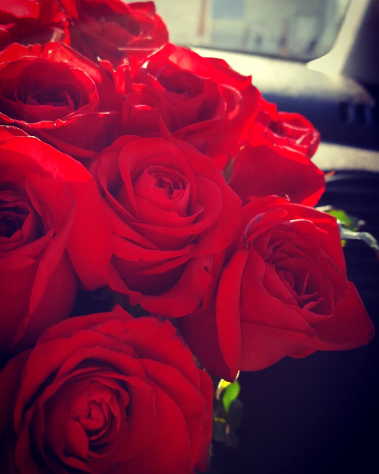 Roses red flowers