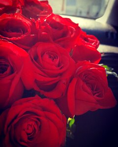 Roses red flowers