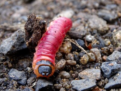 Earthworm detail worm