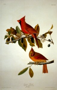 Cardinal Grosbeak LCCN2002718975