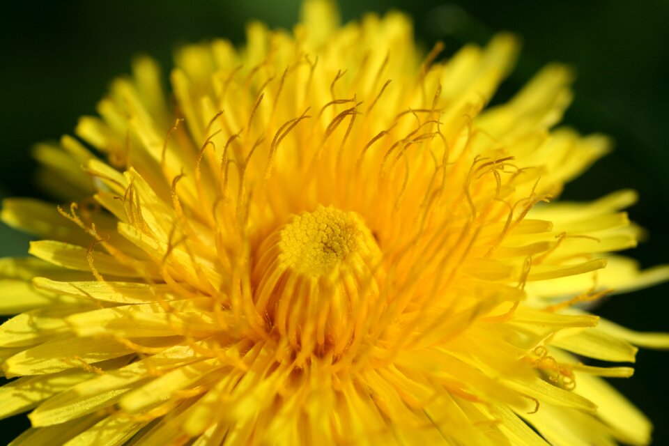 Dandelion flower yellow