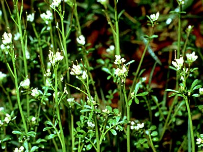 Cardamine pensylvanica NRCS-1