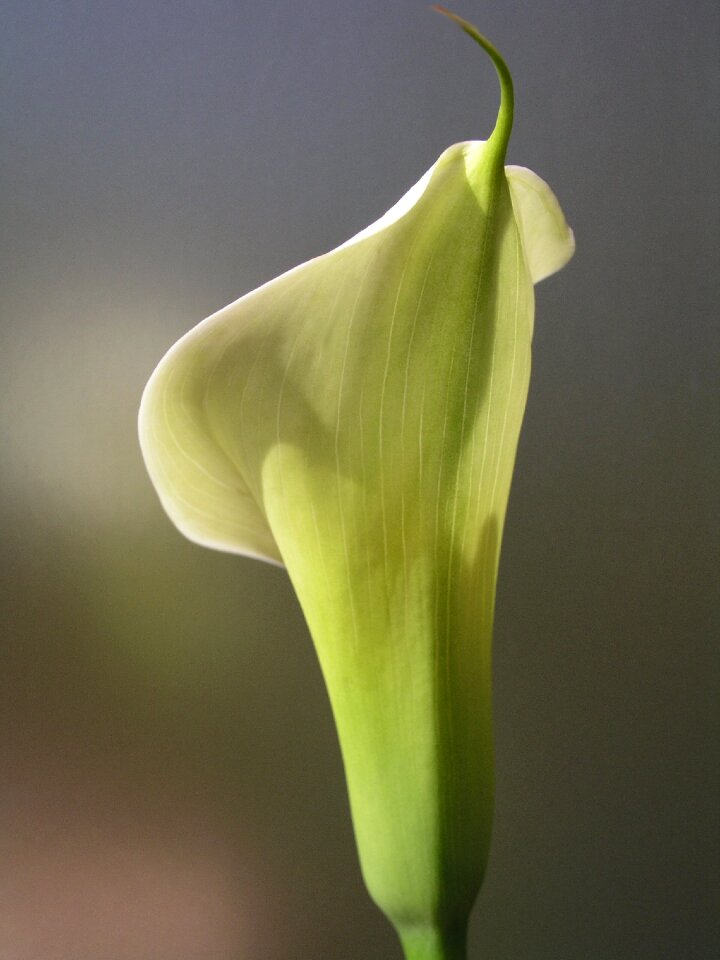 Sympathy white flower