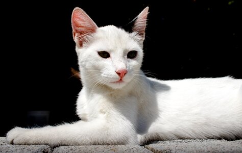 Pet portrait white