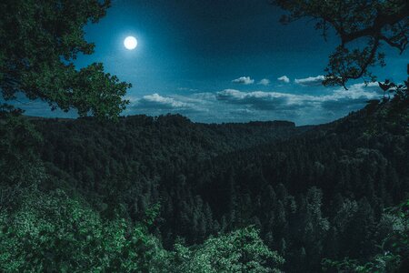 At night black forest dark photo