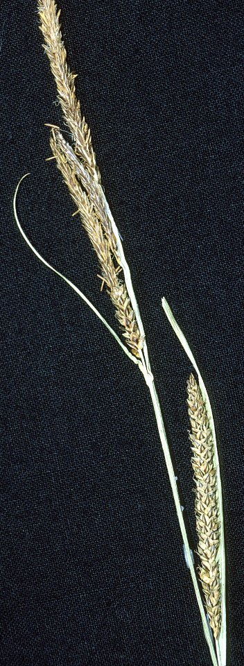 Carex aquatilis NRCS-1