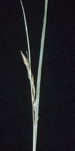 Carex debilis NRCS-1
