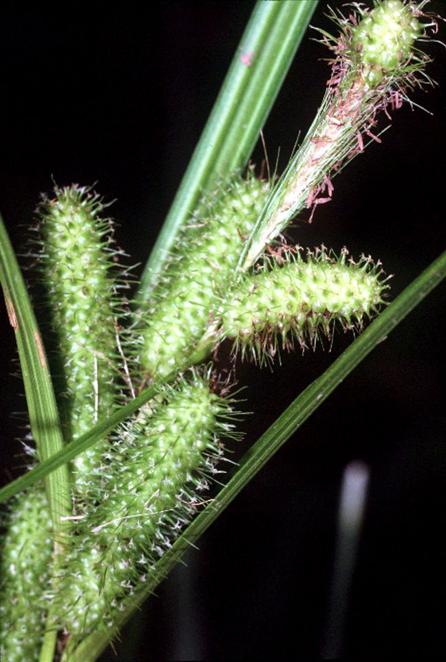 Carex frankii NRCS-1