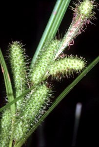 Carex frankii NRCS-1
