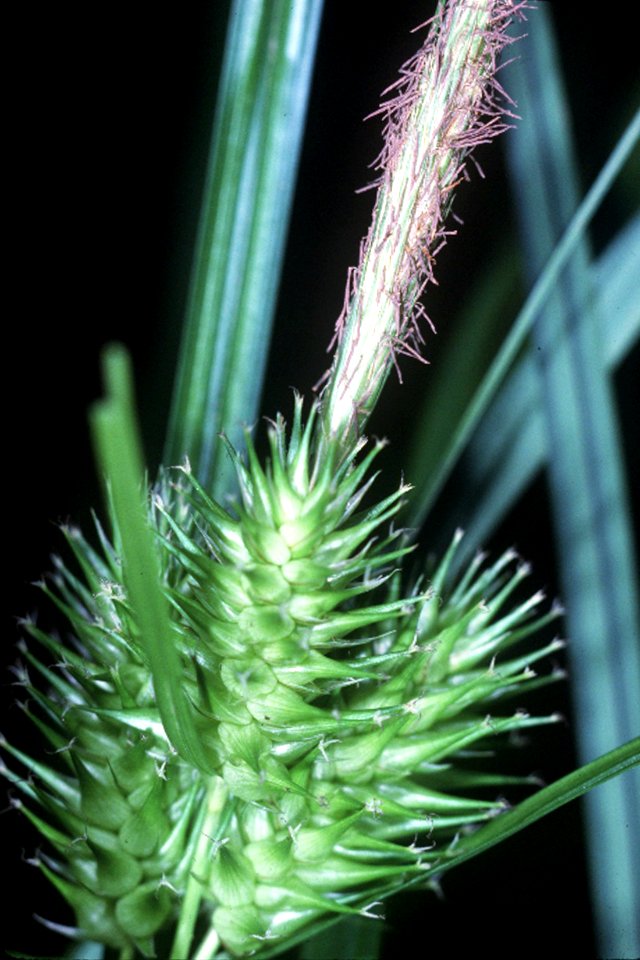 Carex lupulina NRCS-1
