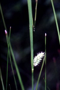 Carex pellita NRCS-1