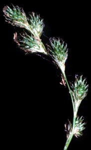 Carex tenera NRCS-1