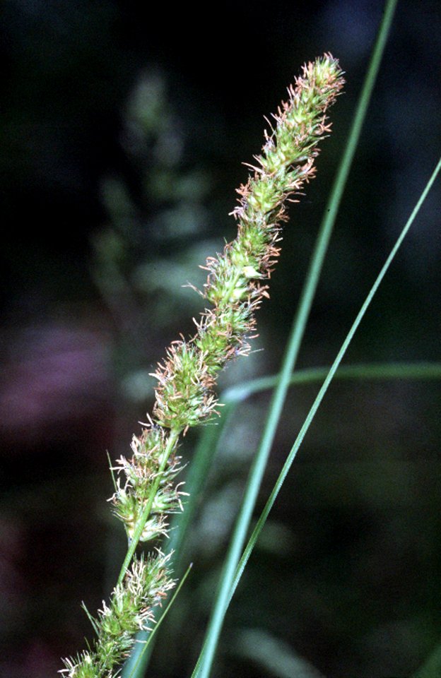 Carex vulpinoidea NRCS-1