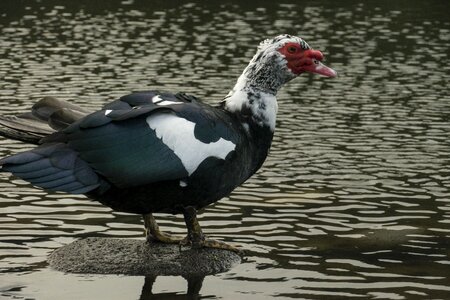 Beak yellow red