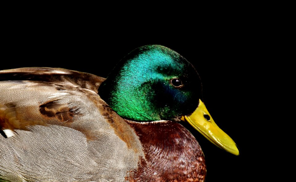 Rest drake water bird