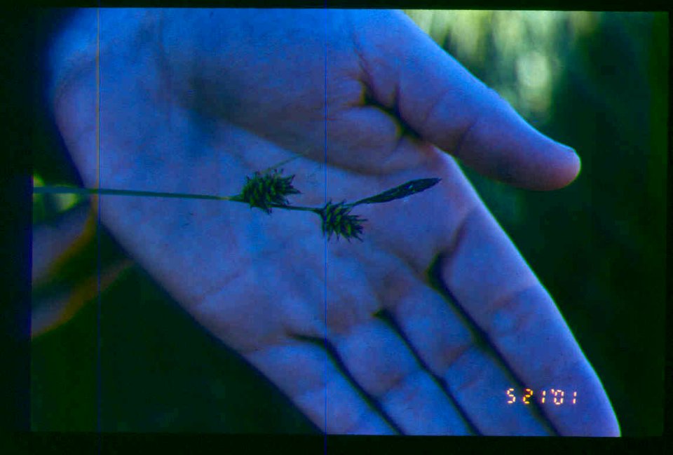 Carex aboriginum inflorescence in SW Idaho 2