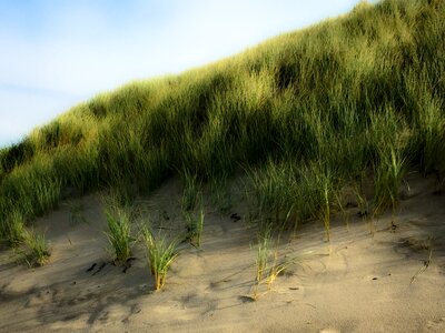 Grass dune grass nature