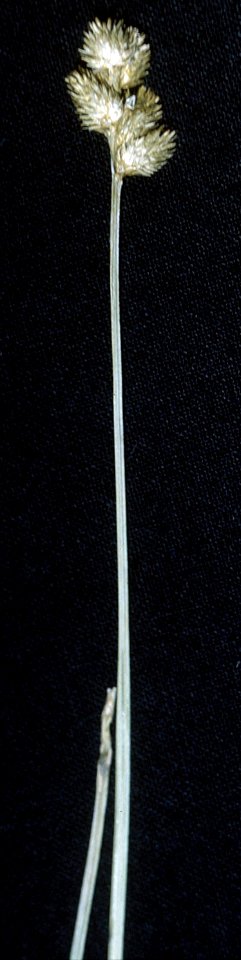 Carex bebbii NRCS-1