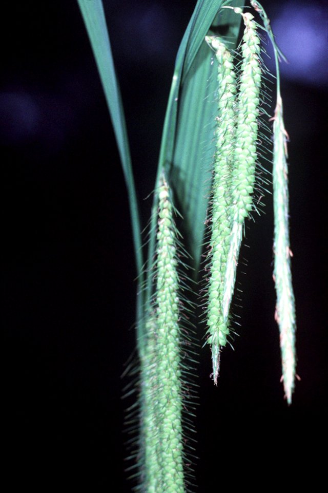 Carex crinita NRCS-1