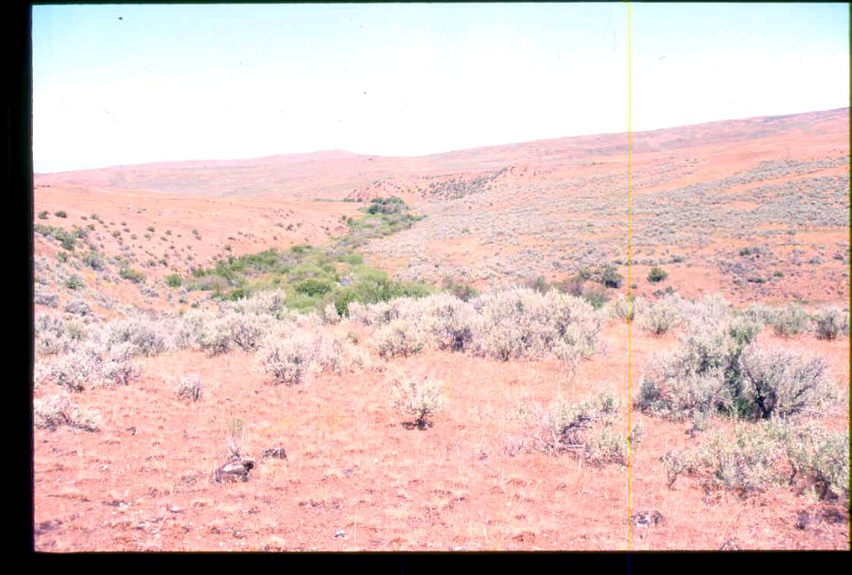 Carex aboriginum habitat in SW Idaho 2
