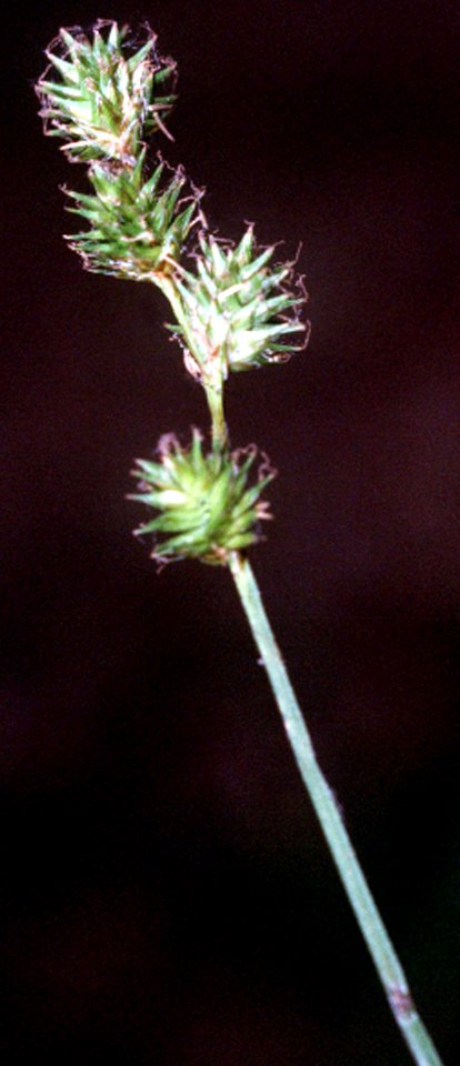 Carex festucacea NRCS-1