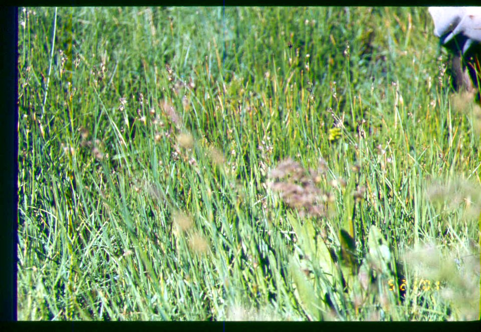 Carex aboriginum plant in SW Idaho