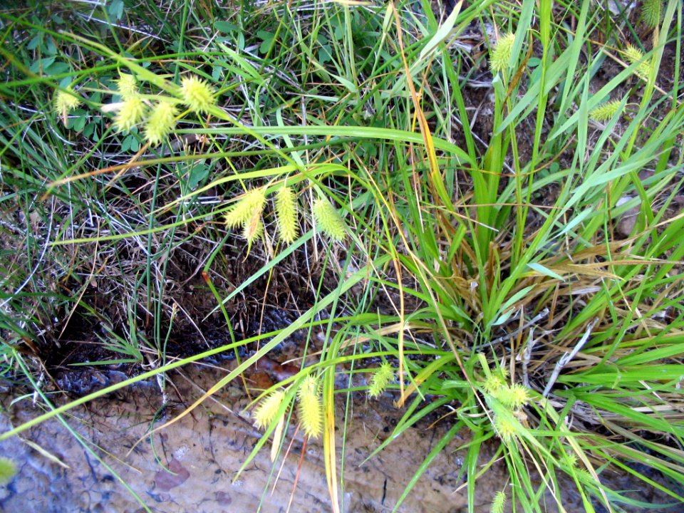 Carex hystericina NRCS-2
