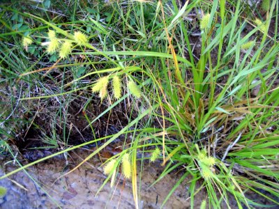 Carex hystericina NRCS-2