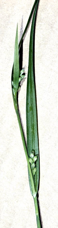 Carex leptonervia NRCS-1