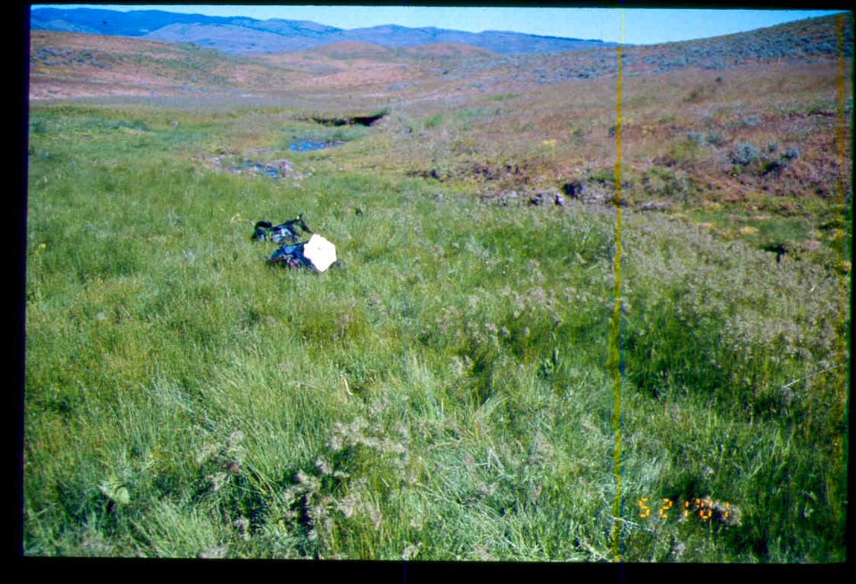 Carex aboriginum habitat in SW Idaho